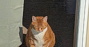 Winks is registered to the contest to win money with this photo: cat, orange_cat, tabby, white_chest, sitting, doorway, door, screen_door, window, indoor, outdoor, sunlight, shadow, welcome_mat, carpet, home, pet, feline, portrait, front_entry