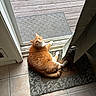 Winks joined the competition — help win amazing prizes! cat, orange_cat, tabby, white_paws, pet, animal, feline, lying_down, sitting, looking_at_camera, tilted_head, whiskers, green_eyes, indoor, doorway, doormat, sunlight, tile_floor, home, portrait