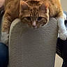 cat, orange_tabby, fluffy, furry, white_paws, pet, animal, portrait, closeup, sitting, lying, chair, chair_back, indoor, home, furniture, alert, staring, striped_fur, cute