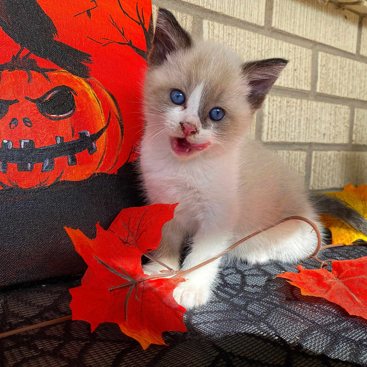 Mochi joined the competition — help win amazing prizes! animal, autumn_leaves, black_ear_tips, blue_eyes, brick_wall, cat, cute, decor, furry, ghost_decoration, halloween, holiday, indoor, kitten, orange, pet, playful, pumpkin, tablecloth, white_fur