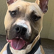 Lucky a rejoint le concours — aidez-le/la à gagner de superbes lots ! dog, pet, indoor, harness, smiling, happy, ears, tongue, closeup, animal, canine, friendly, leash, portrait, brown, white, short_hair, looking_at_camera, companion, cute