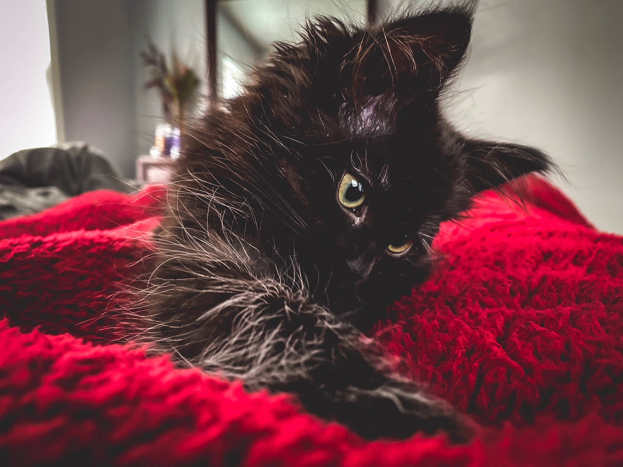 Willow joined the competition — help win amazing prizes! black_cat, bombay, carnivore, cat, claw, comfort, domestic_short_haired_cat, felidae, fur, houseplant, magenta, paw, plant, small_to_medium_sized_cats, snout, tail, whiskers