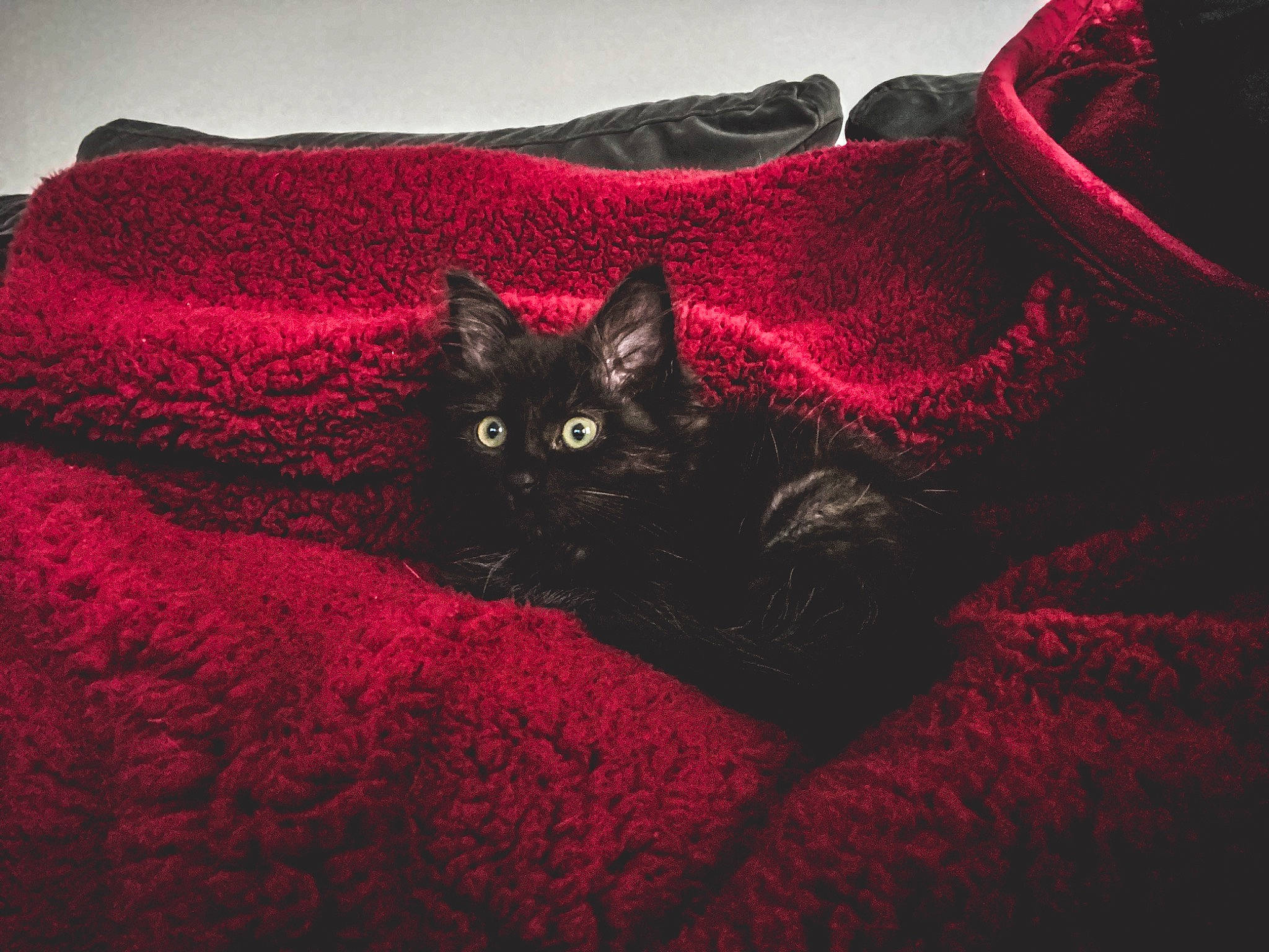 Willow is registered to the contest to win money with this photo: black_cat, bombay, brown, carmine, carnivore, cat, comfort, darkness, domestic_short_haired_cat, felidae, fur, grass, grey, linens, magenta, pattern, small_to_medium_sized_cats, terrestrial_animal, tints_and_shades, whiskers
