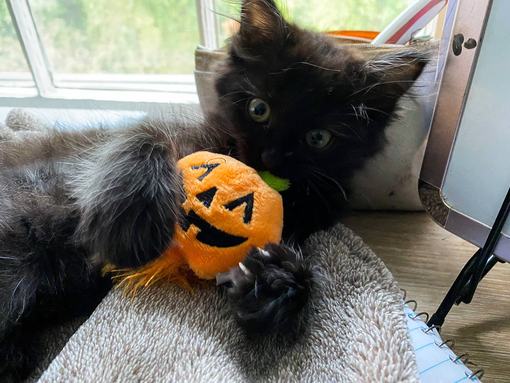 Willow joined the competition — help win amazing prizes! black_cat, carnivore, cat, cat_toy, claw, domestic_short_haired_cat, felidae, flooring, flowerpot, fur, grey, mammal, paw, pumpkin, small_to_medium_sized_cats, snout, tail, whiskers, window, wood