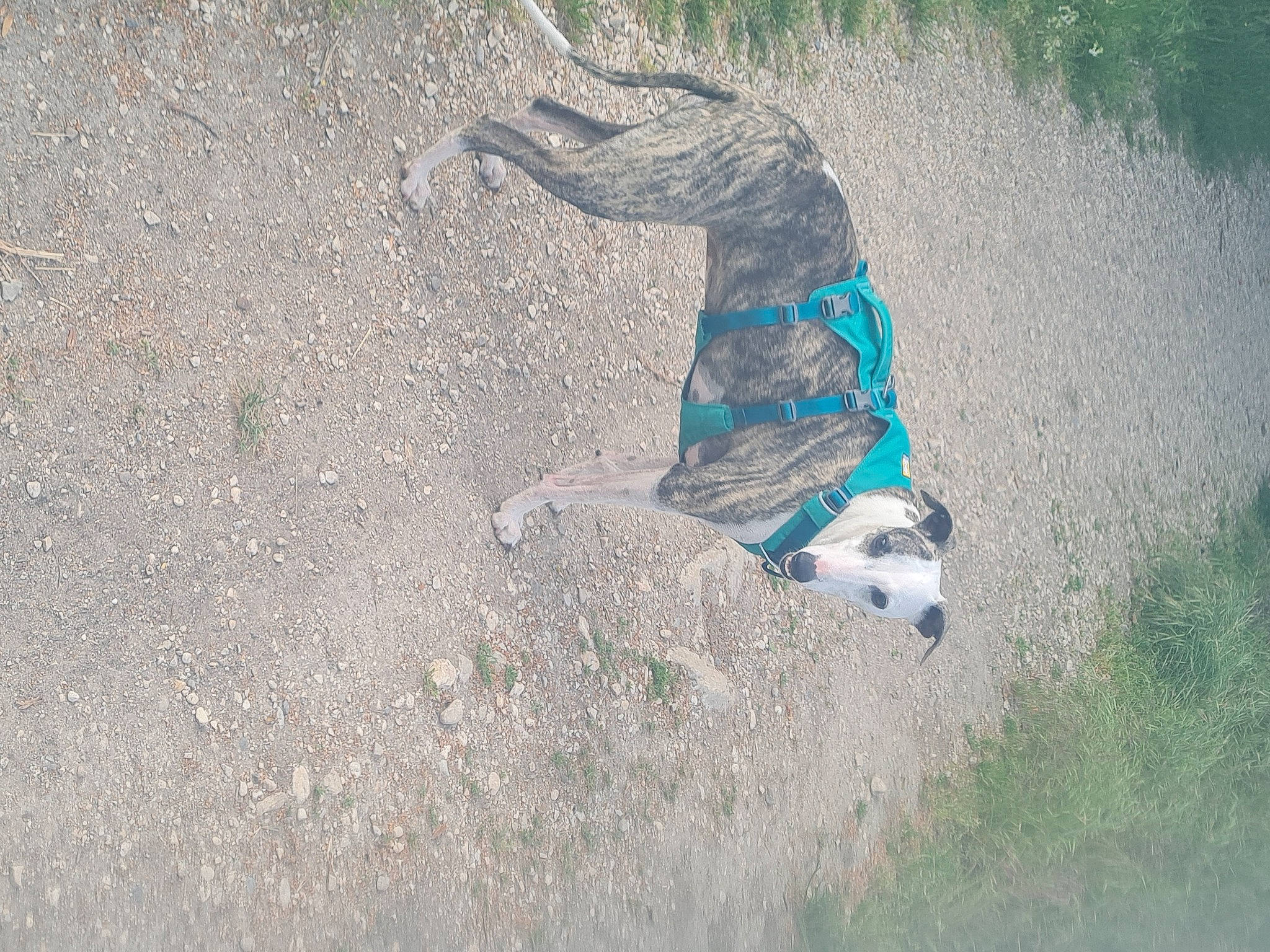 Perle participe au concours pour gagner de l'argent avec cette photo : asphalt, canidae, concrete, dog_breed, electric_blue, grass, landscape, road, road_surface, sand, shadow, sidewalk, slope, soil, sporting_group, tail, tar, terrestrial_animal, wildlife, wing