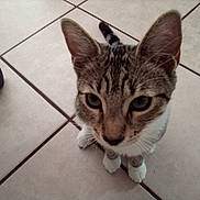 Missy Miss joined the competition — help win amazing prizes! cat, tabby, pet, animal, feline, floor, tile, indoor, curious, whiskers, ears, paws, closeup, looking_up, cute, domestic, young, striped, household, companion