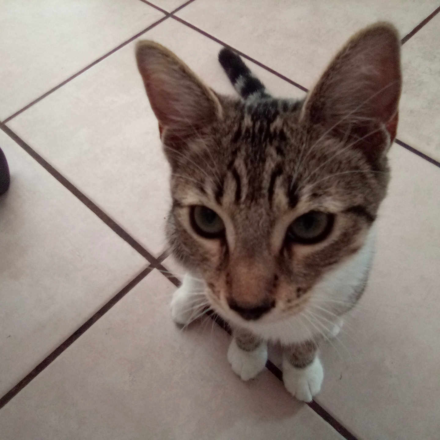 Missy Miss joined the competition — help win amazing prizes! animal, cat, closeup, companion, curious, cute, domestic, ears, feline, floor, household, indoor, looking_up, paws, pet, striped, tabby, tile, whiskers, young