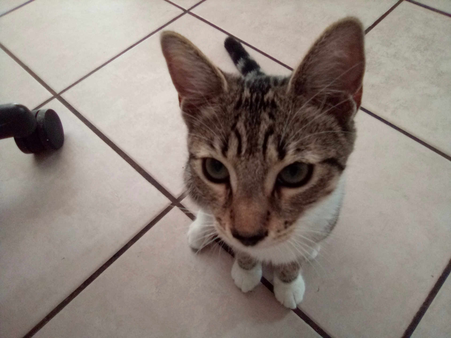 Missy Miss joined the competition — help win amazing prizes! cat, tabby, pet, animal, feline, floor, tile, indoor, curious, whiskers, ears, paws, closeup, looking_up, cute, domestic, young, striped, household, companion