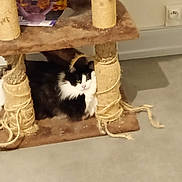 Rosie participe au concours pour gagner de l'argent avec cette photo : cat, black_and_white_cat, cat_tree, scratching_post, indoor, pet, feline, fur, sisal_rope, worn_out, lounging, cozy, floor, wall, power_outlet, household, domestic, animal, resting, furniture