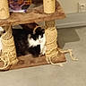 cat, black_and_white_cat, cat_tree, scratching_post, indoor, pet, feline, fur, sisal_rope, worn_out, lounging, cozy, floor, wall, power_outlet, household, domestic, animal, resting, furniture