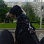 dog, pet, harness, leash, person, legs, outdoor, park, grass, trees, building, urban, side_view, collar, bench, daytime, nature, quiet, resting, casual