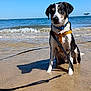 dog, beach, sand, water, ocean, sky, waves, wet_dog, leash, collar, sunny, outdoor, canine, animal, pet, nature, summer, daytime, seaside, harness