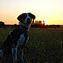 dog, sunset, field, grass, harness, outdoor, nature, animal, pet, sky, tree, sun, silhouette, evening, landscape, canine, watching, calm, peaceful, sunlight