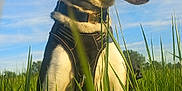 Dakota participe au concours pour gagner de l'argent avec cette photo : dog, canine, pet, animal, grass, outdoor, nature, sky, clouds, harness, tongue_out, happy, sunlight, field, greenery, muzzle, ears, fur, collar, daytime
