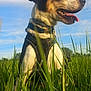 dog, canine, pet, animal, grass, outdoor, nature, sky, clouds, harness, tongue_out, happy, sunlight, field, greenery, muzzle, ears, fur, collar, daytime