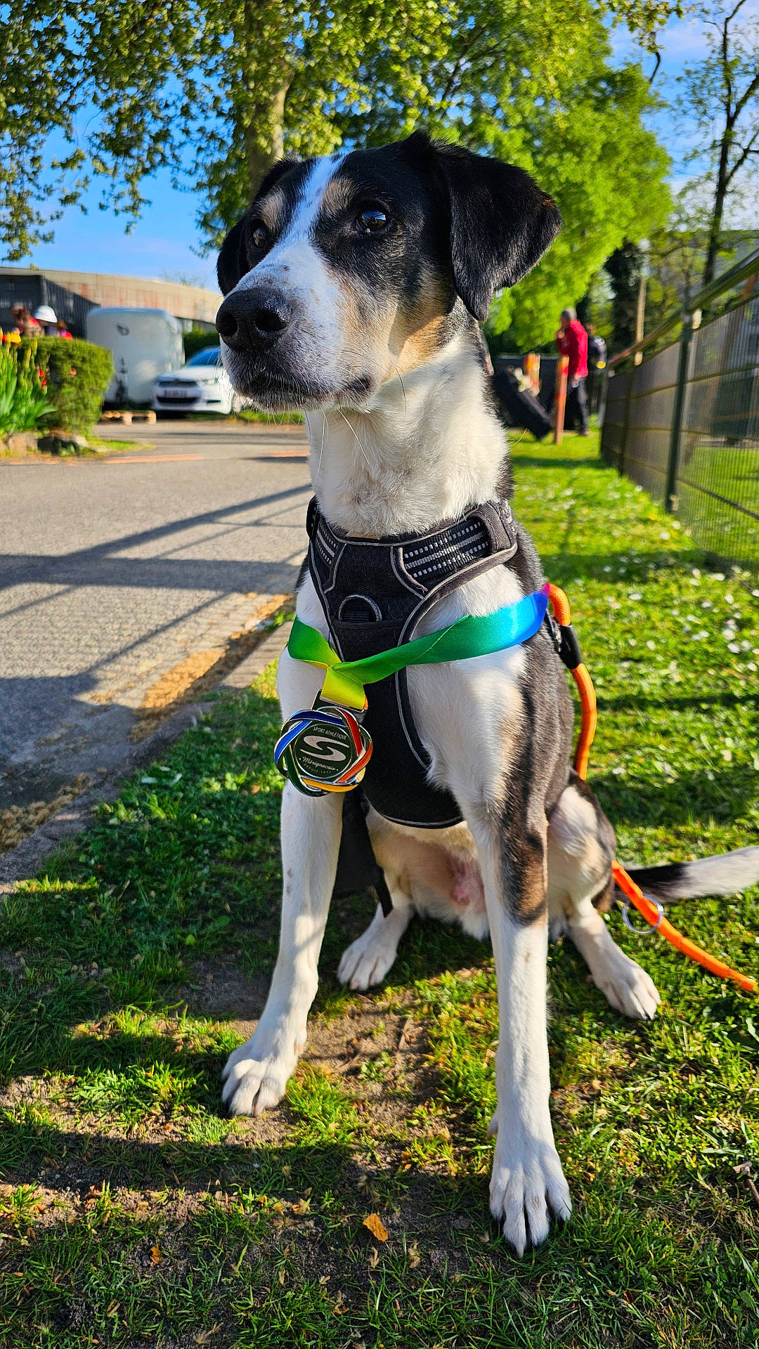 Dakota a rejoint le concours — aidez-le/la à gagner de superbes lots ! animal, award, black_and_white, canine, daytime, dog, fence, grass, harness, leash, medal, nature, outdoor, park, pet, portrait, road, sunlight, tree, victory