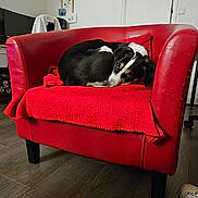 Dakota a rejoint le concours — aidez-le/la à gagner de superbes lots ! dog, black_and_white, red_armchair, blanket, indoor, floor, furniture, pet, resting, cozy, living_room, wooden_floor, relaxed, cute, animal, home, decor, sleepy, curled_up, calm