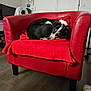 dog, black_and_white, red_armchair, blanket, indoor, floor, furniture, pet, resting, cozy, living_room, wooden_floor, relaxed, cute, animal, home, decor, sleepy, curled_up, calm