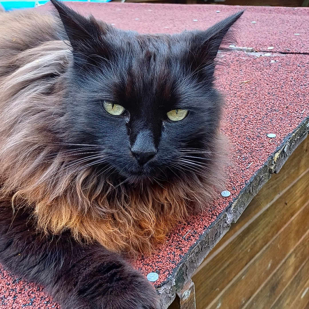 Nougat participe au concours pour gagner de l'argent avec cette photo : angora, animal, architecture, blackcat, building, cat, grass, house, housing, manx, outdoors, pet, plant, porch, pottedplant, roof, shelter, slate, tree, wood