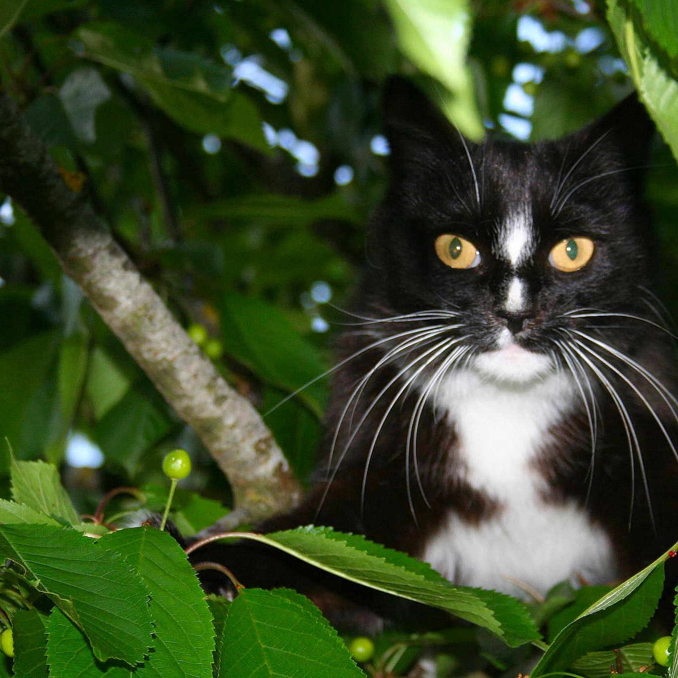 Minette