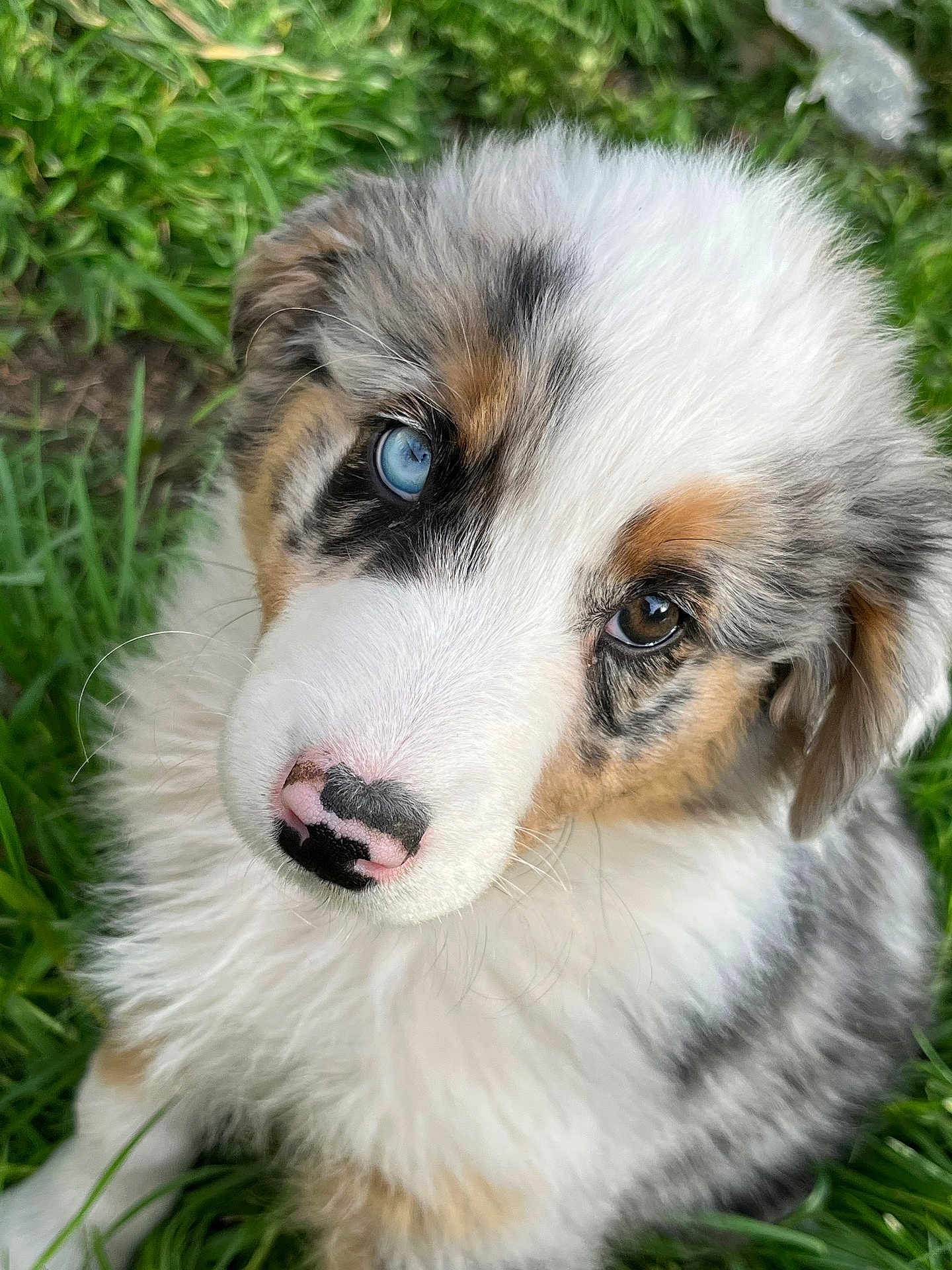 Alma