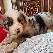 Alma a rejoint le concours — aidez-le/la à gagner de superbes lots ! puppy, dog, cute, fluffy, blanket, indoors, resting, brown, white, black, fur, face, nose, ears, wooden_furniture, decorative, closeup, pet, animal, cozy