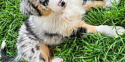 Alma participe au concours pour gagner de l'argent avec cette photo : puppy, dog, australian_shepherd, grass, outdoor, pet, animal, cute, fur, blue_eyes, head_tilt, nature, young, playful, fluffy, canine, sitting, adorable, nose, greenery