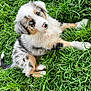 puppy, dog, australian_shepherd, grass, outdoor, pet, animal, cute, fur, blue_eyes, head_tilt, nature, young, playful, fluffy, canine, sitting, adorable, nose, greenery