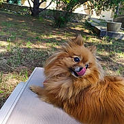 Perle participe au concours pour gagner de l'argent avec cette photo : animal, canine, chair, cute, daylight, dog, fluffy, fur, garden, grass, leisure, nature, outdoor, pet, pomeranian, relaxed, sunlight, tongue, tongue_out, tree