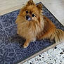 Perle participe au concours pour gagner de l'argent avec cette photo : animal, attention, brown, canine, companion, curious, cute, dog, domestic_animal, floor, fluffy, fur, home, indoor, looking_up, pet, pomeranian, rug, sitting, small_dog