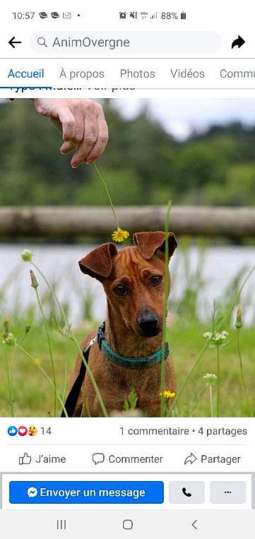 Orion participe au concours pour gagner de l'argent avec cette photo : canidae, carnivore, collar, companion_dog, dog, dog_breed, dog_collar, dog_sports, fashion_accessory, fawn, grass, happy, leash, liver, pet_supply, photo_caption, plant, snout, water, working_animal