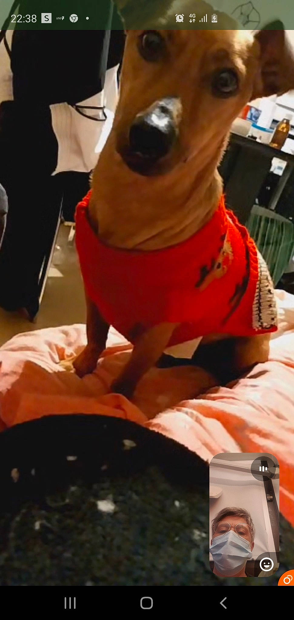 Orion a rejoint le concours — aidez-le/la à gagner de superbes lots ! carmine, carnivore, chair, companion_dog, dog, dog_breed, dog_clothes, dog_supply, fawn, flesh, fun, fur, human_leg, plush, snout, stuffed_toy, tail, toy, whiskers, working_animal