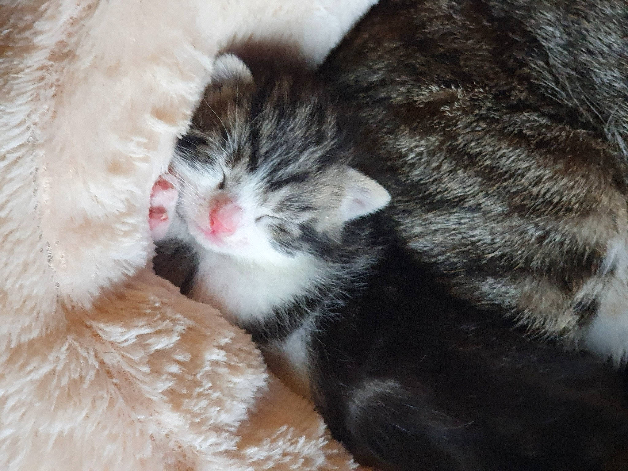 Smoky participe au concours pour gagner de l'argent avec cette photo : carnivore, cat, claw, comfort, domestic_short_haired_cat, felidae, fur, grass, nap, paw, plant, sleep, small_to_medium_sized_cats, snout, tail, terrestrial_animal, tree, whiskers