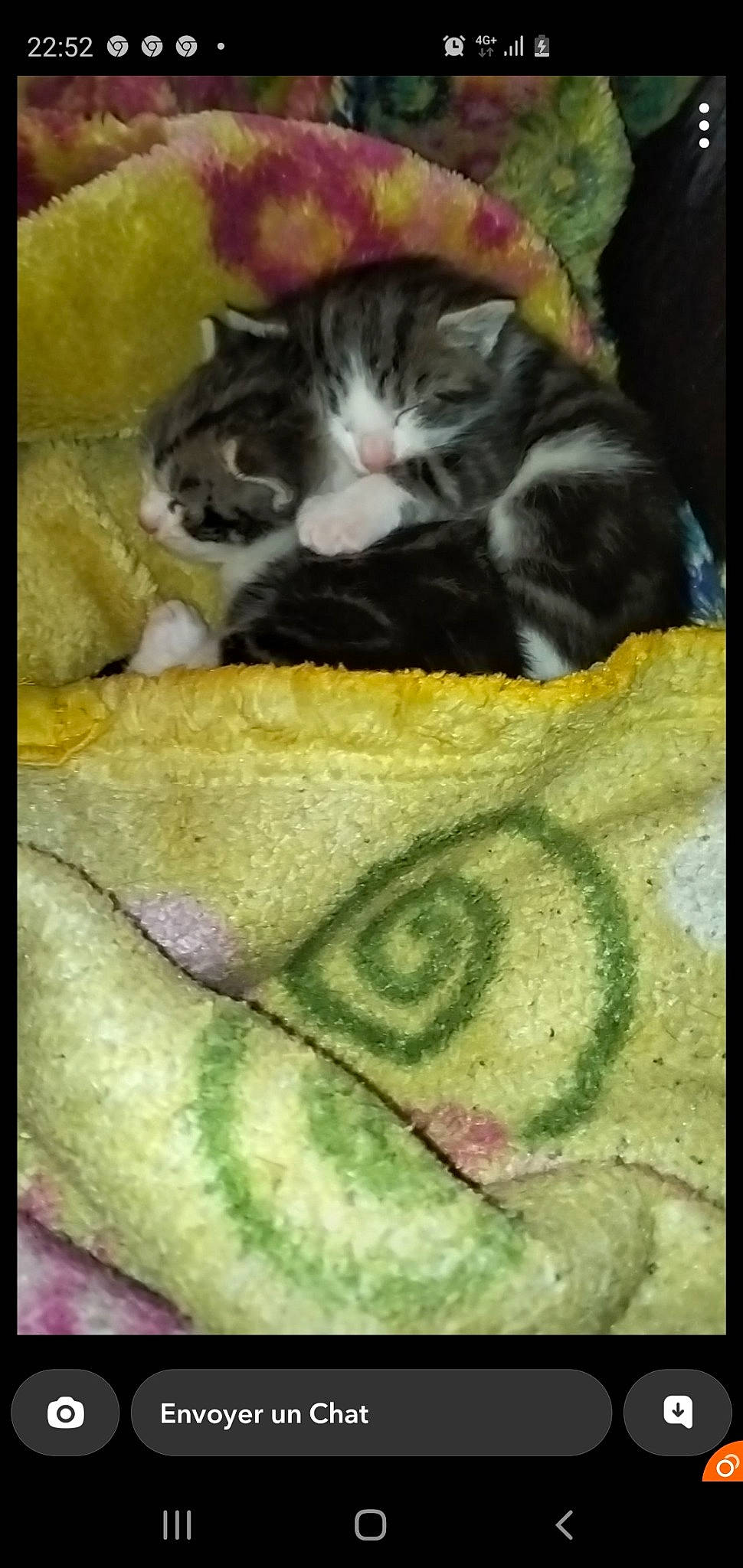 Smoky a rejoint le concours — aidez-le/la à gagner de superbes lots ! art, carnivore, cat, circle, domestic_short_haired_cat, felidae, font, fur, grass, linens, pattern, paw, photo_caption, rectangle, small_to_medium_sized_cats, still_life, still_life_photography, tail, visual_arts, whiskers