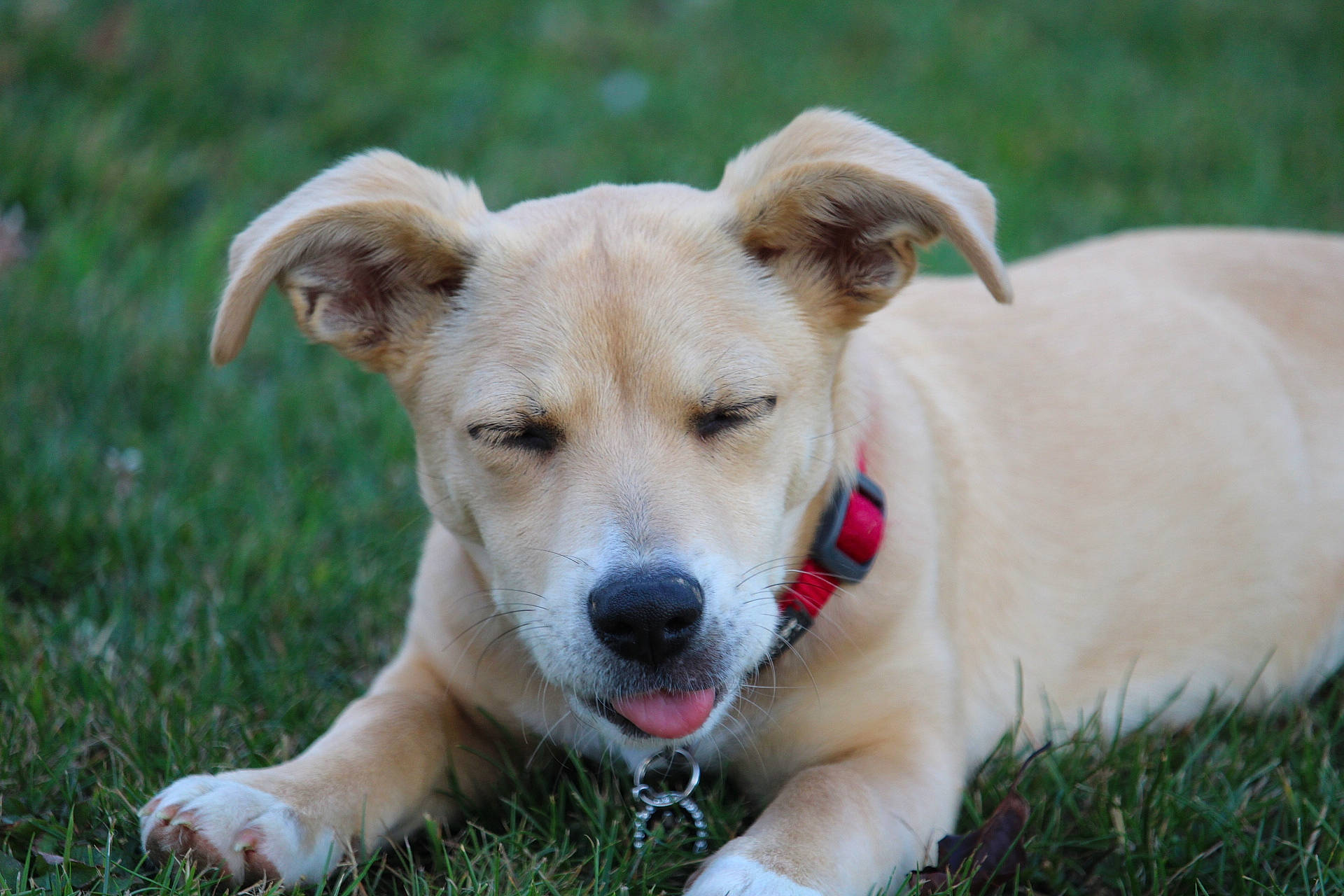 Paillette a rejoint le concours — aidez-le/la à gagner de superbes lots ! canidae, carnivore, collar, companion_dog, dog, dog_breed, dog_collar, fang, fawn, grass, plant, sporting_group, street_dog, whiskers, working_animal, working_dog