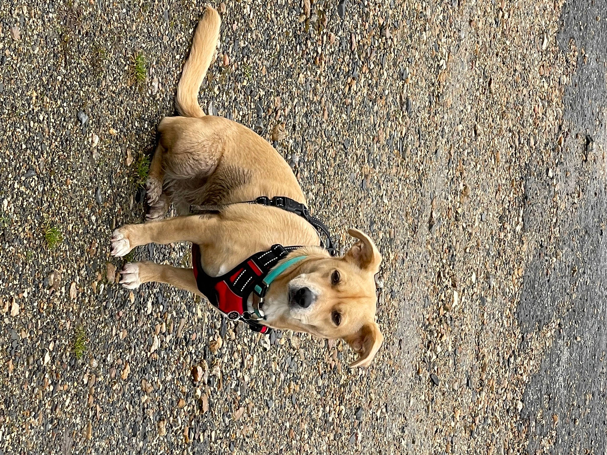 Paillette participe au concours pour gagner de l'argent avec cette photo : adventure, canidae, carnivore, collar, companion_dog, dog, dog_breed, dog_collar, dog_supply, fawn, leash, paw, pet_supply, sand, snout, soil, sporting_group, tail, terrestrial_animal, working_animal