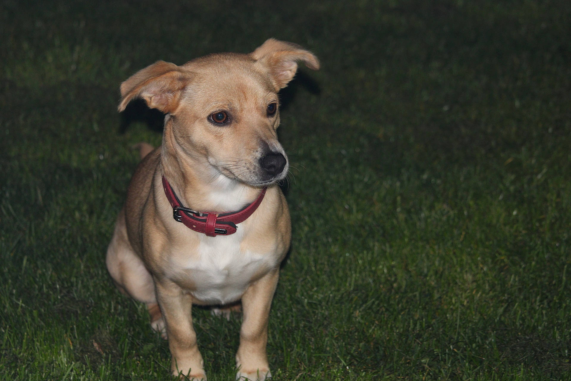 Paillette a rejoint le concours — aidez-le/la à gagner de superbes lots ! canidae, carnivore, collar, companion_dog, dog, dog_breed, dog_clothes, dog_collar, dog_supply, fawn, grass, non_sporting_group, pet_supply, snout, sporting_group, toy_dog, whiskers, working_animal