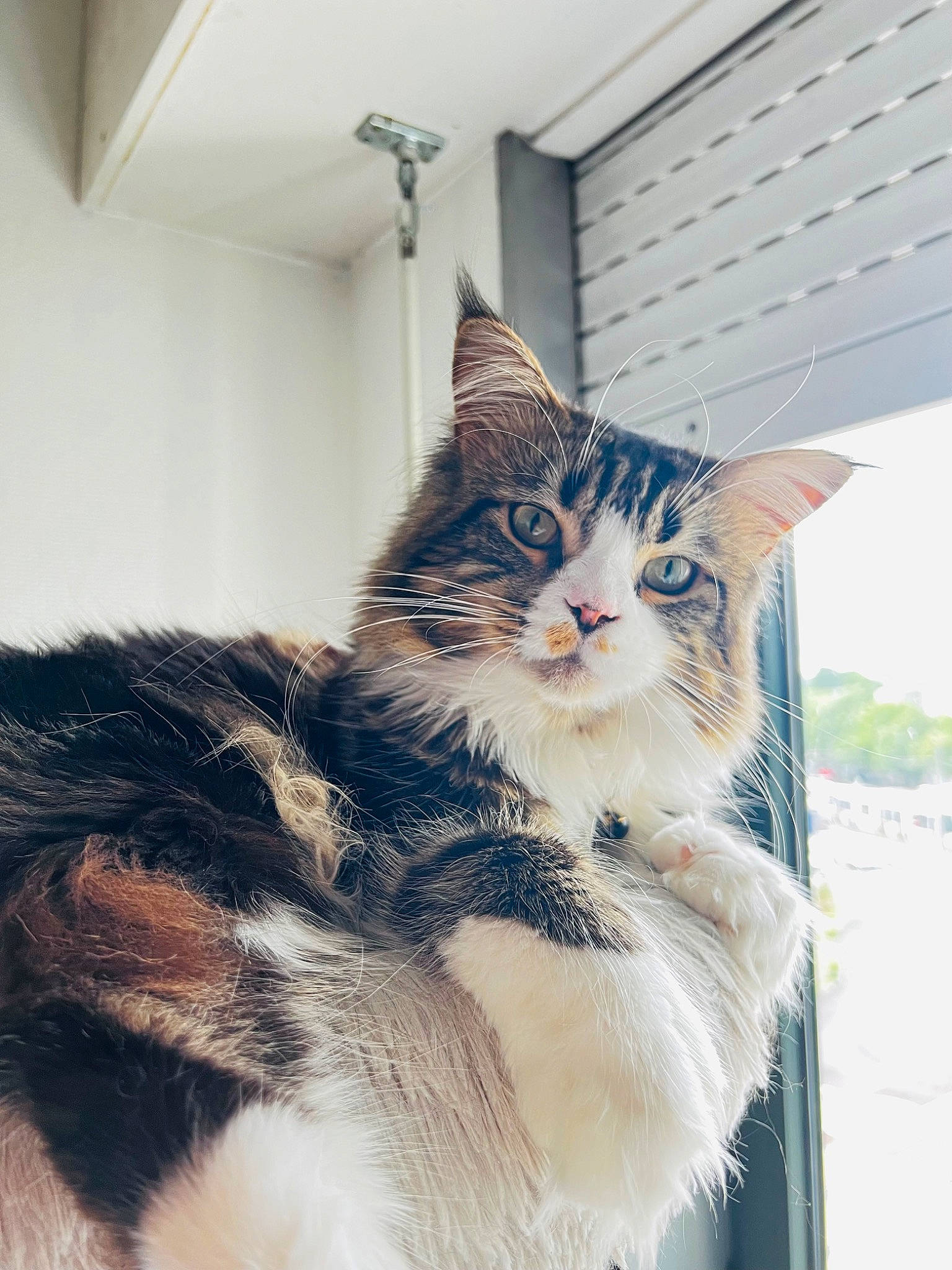 Ulysse participe au concours pour gagner de l'argent avec cette photo : carnivore, cat, domestic_short_haired_cat, door, felidae, fur, paw, plant, sitting, small_to_medium_sized_cats, snout, tail, terrestrial_animal, tree, whiskers, window