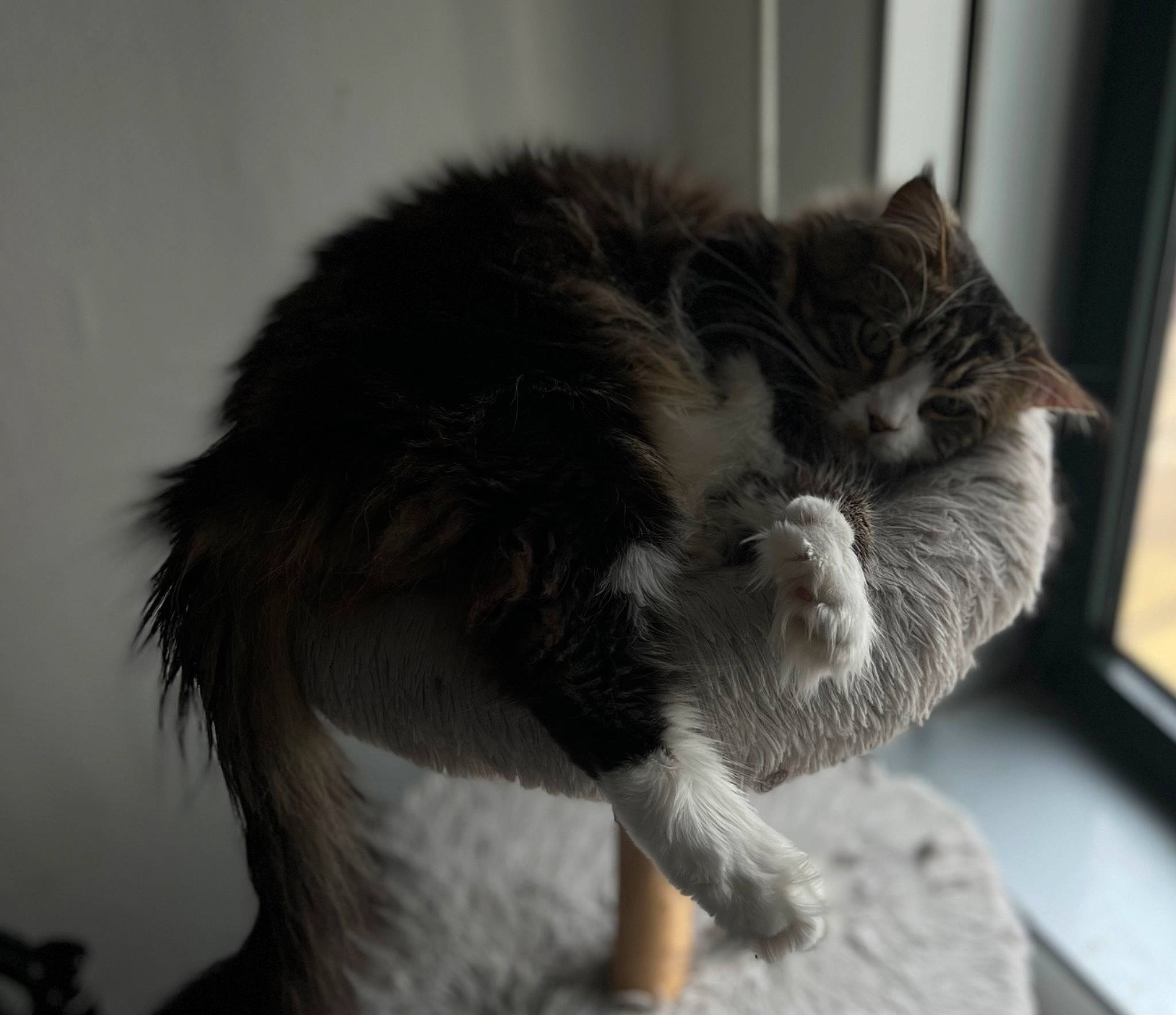 Ulysse a rejoint le concours — aidez-le/la à gagner de superbes lots ! british_longhair, carnivore, cat, claw, comfort, domestic_short_haired_cat, felidae, fur, grey, monochrome_photography, nap, paw, small_to_medium_sized_cats, snout, tail, whiskers, window