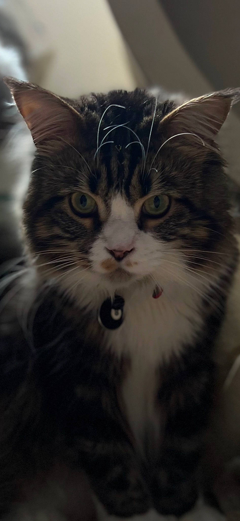 Ulysse a rejoint le concours — aidez-le/la à gagner de superbes lots ! carnivore, cat, comfort, domestic_short_haired_cat, door, eye, felidae, fur, head, paw, sky, small_to_medium_sized_cats, snout, terrestrial_animal, tree, whiskers, window