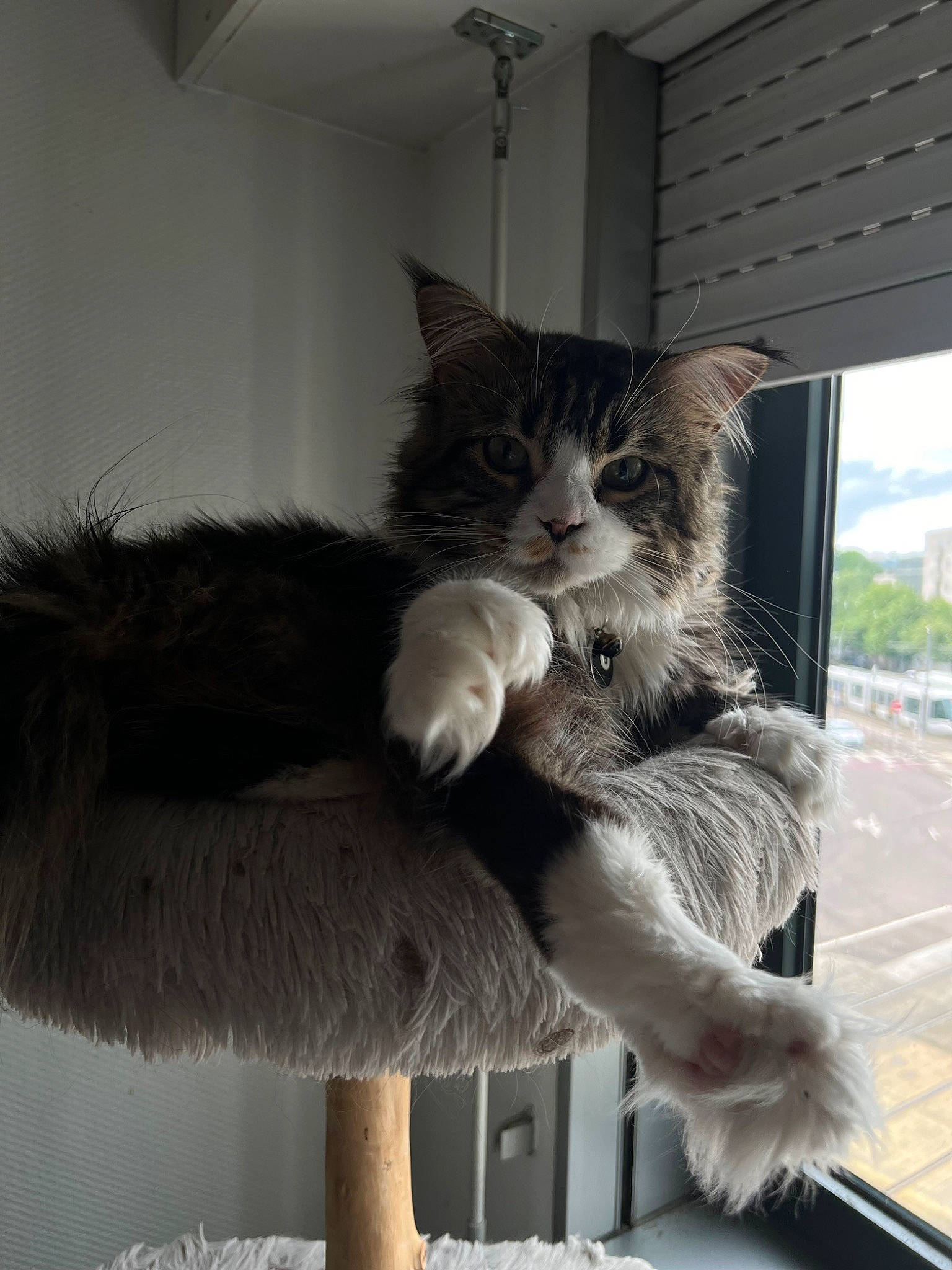 Ulysse participe au concours pour gagner de l'argent avec cette photo : carnivore, cat, cat_supply, claw, comfort, domestic_short_haired_cat, felidae, fur, grey, mammal, monochrome_photography, paw, sitting, small_to_medium_sized_cats, snout, tail, tree, whiskers, window