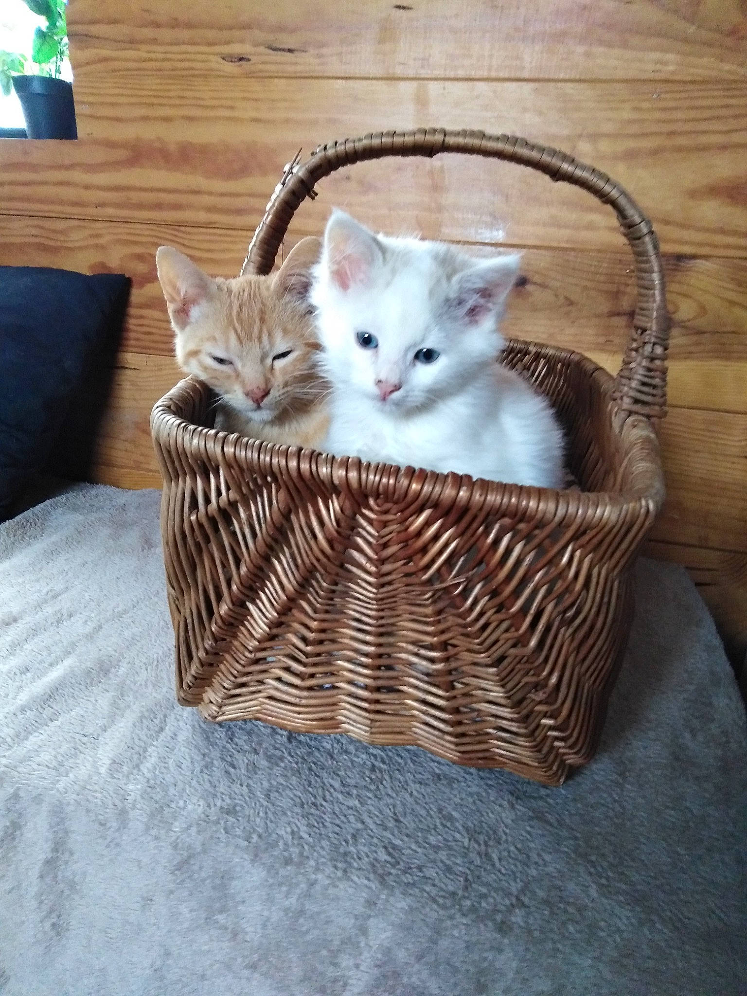 Bibi Fricote Moute participe au concours pour gagner de l'argent avec cette photo : basket, carnivore, cat, cat_furniture, cat_supply, comfort, couch, domestic_short_haired_cat, fawn, felidae, fur, hardwood, linens, paw, room, small_to_medium_sized_cats, tail, vehicle, whiskers, wood