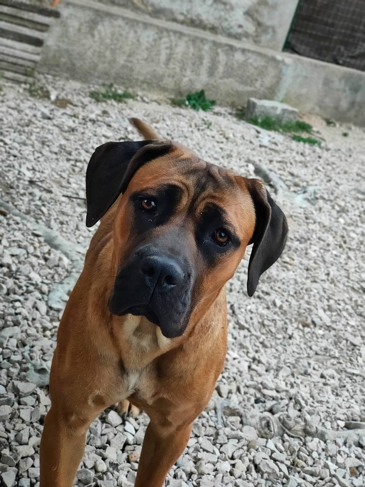 Thaïs participe au concours pour gagner de l'argent avec cette photo : ancient_dog_breeds, canidae, carnivore, companion_dog, dog, dog_breed, eye, fawn, guard_dog, hunting_dog, non_sporting_group, pet_supply, snout, sporting_group, terrestrial_animal, working_animal, working_dog