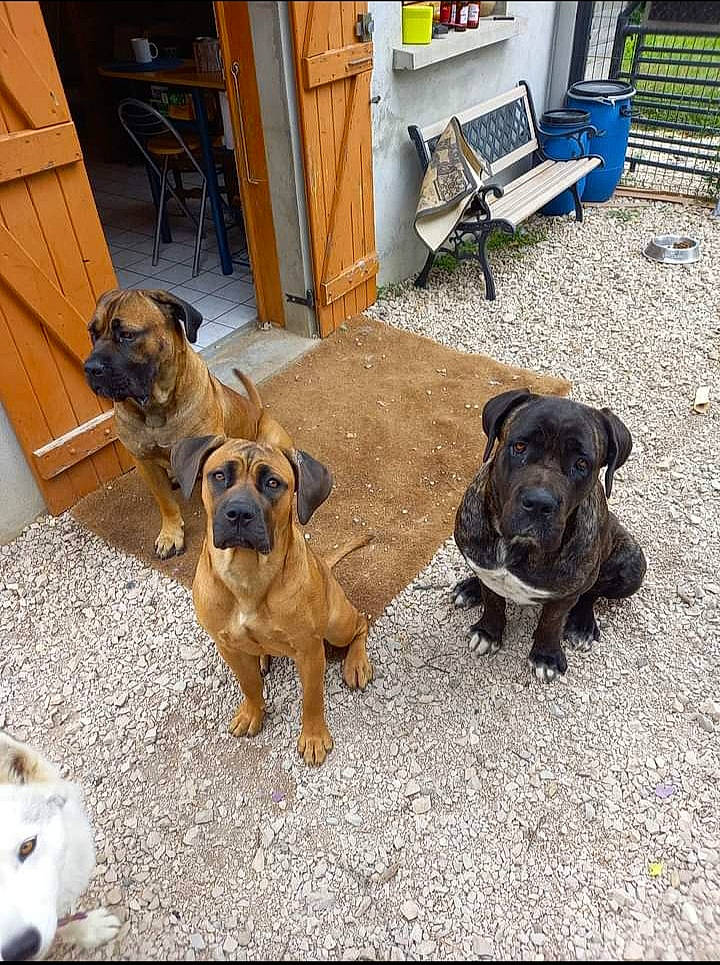 Thaïs participe au concours pour gagner de l'argent avec cette photo : bench, canidae, carnivore, chair, collar, companion_dog, dog, dog_breed, dog_collar, door, fawn, flooring, hardwood, paw, pet_supply, snout, sporting_group, wood, working_animal, working_dog