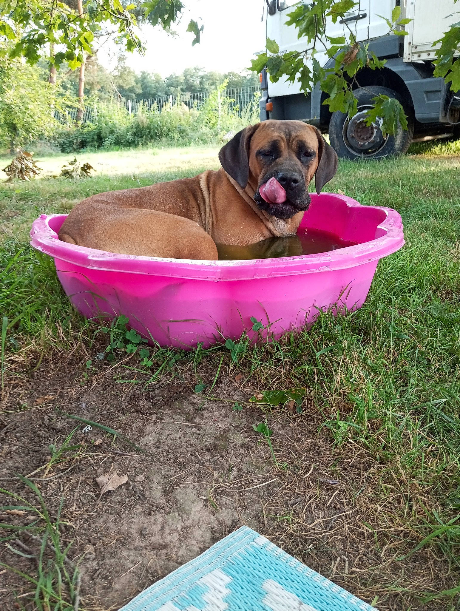 Thaïs participe au concours pour gagner de l'argent avec cette photo : carnivore, collar, companion_dog, dog, dog_breed, dog_supply, fawn, grass, landscape, leisure, liver, pet_supply, plant, recreation, sporting_group, tire, tree, vertebrate, wheel, working_animal