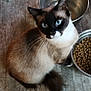 cat, siamese_cat, blue_eyes, pet, animal, feline, food_bowl, water_bowl, floor, indoor, curious, whiskers, tail, fur, domestic_cat, looking_up, close_up, brown, black, white