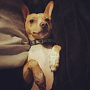Boss joined the competition — help win amazing prizes! animal, blanket, brown, collar, companion, cozy, cute, dog, ears, fur, indoor, lying_down, mammal, paw, pet, portrait, relaxed, small_dog, snout, white