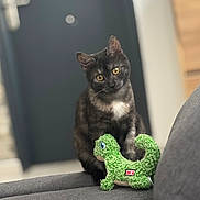 Altesse participe au concours pour gagner de l'argent avec cette photo : cat, indoor, pet, plush_toy, dinosaur_toy, couch, gray_couch, yellow_eyes, curious, head_tilt, feline, domestic_cat, toy, furniture, door, wooden_drawer, soft_toy, background_blur, sitting, cute