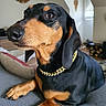 dog, dachshund, pet, indoor, couch, collar, gold_chain, black, brown, close_up, portrait, animal, paw, fur, relaxed, cute, domestic_animal, face, snout, ear