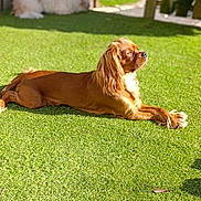 Vickie a rejoint le concours — aidez-le/la à gagner de superbes lots ! dog, golden_brown, sunlight, grass, outdoor, pet, relaxed, lying_down, canine, nature, daylight, fur, animal, sunbathing, peaceful, backyard, domestic_animal, mammal, resting, summer